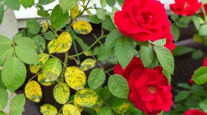 What Causes Yellow Leaves On Roses