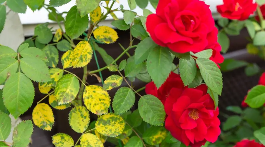 What Causes Yellow Leaves On Roses