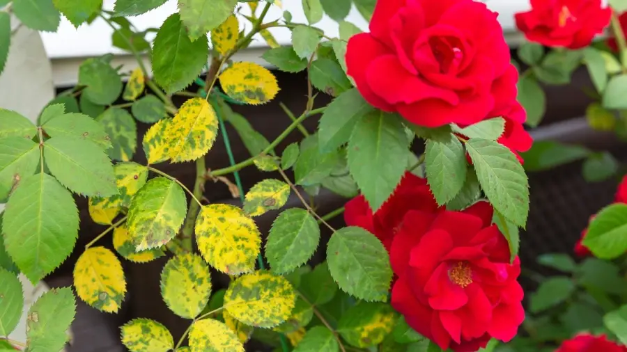 What Causes Yellow Leaves On Roses