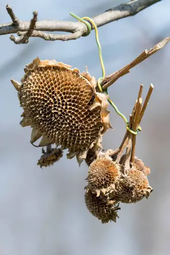 What To Do With Dead Sunflower Heads
