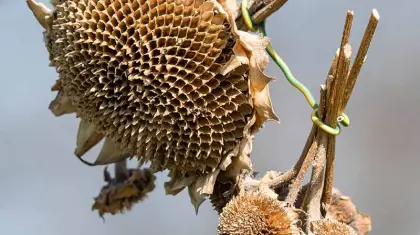 What To Do With Dead Sunflower Heads