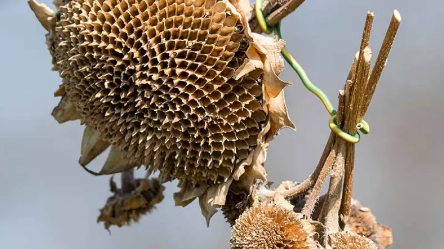 What To Do With Dead Sunflower Heads