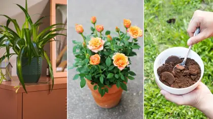 Which Plants Do Not Like Coffee Grounds