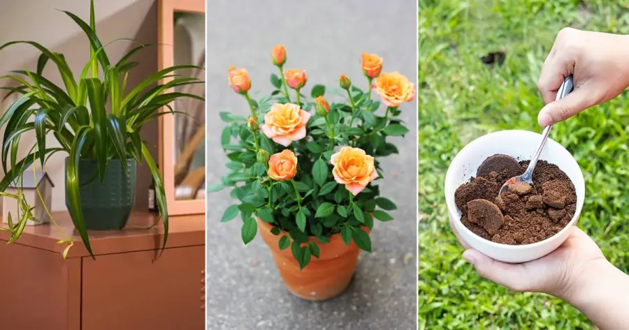 Which Plants Do Not Like Coffee Grounds