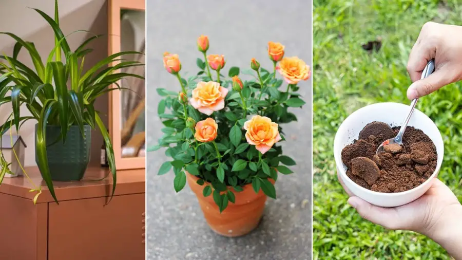Which Plants Do Not Like Coffee Grounds