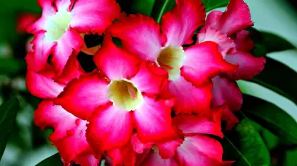 Adenium Bonsai