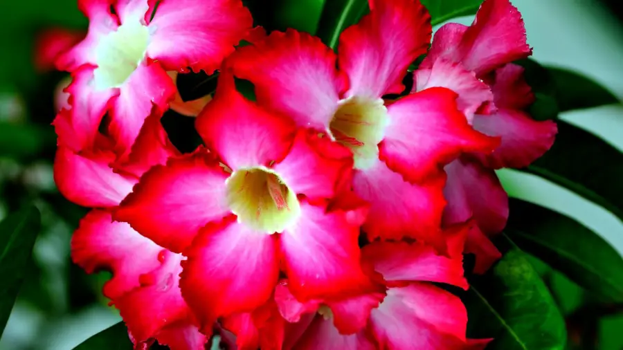 Adenium Bonsai