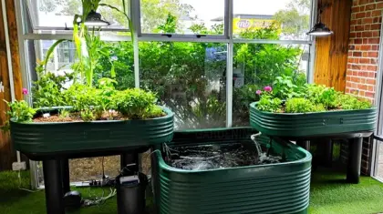 Aquaponic Gardening