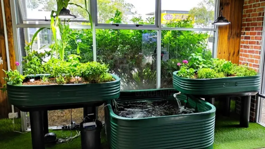 Aquaponic Gardening