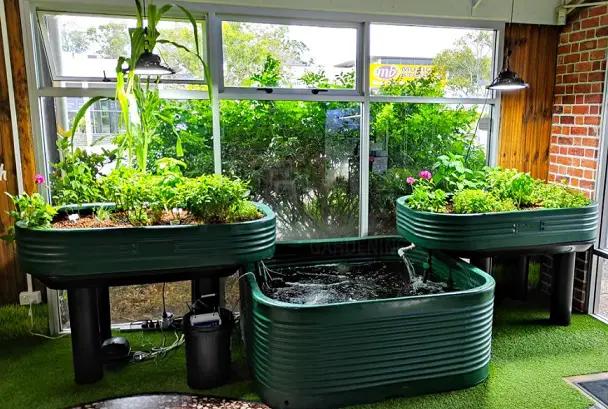 Aquaponic Gardening