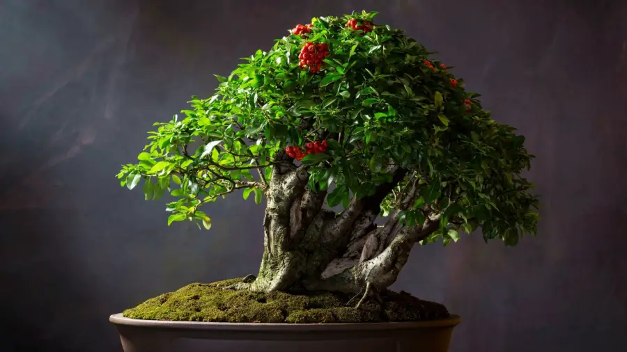 Best Bonsai Plant for Home