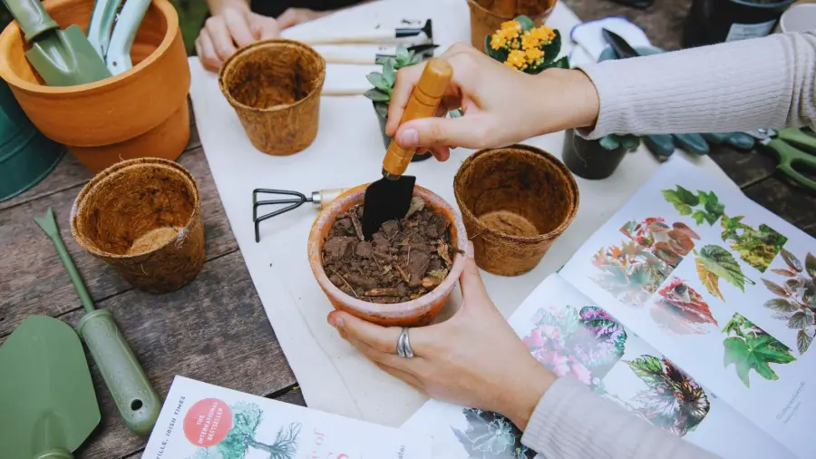 Best Bonsai Soil Mix