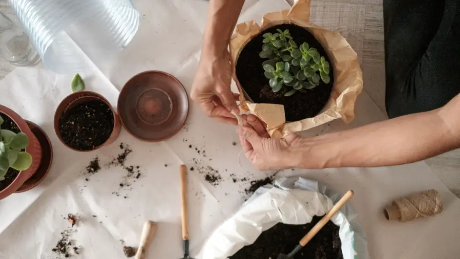 Best Time to Repot Bonsai