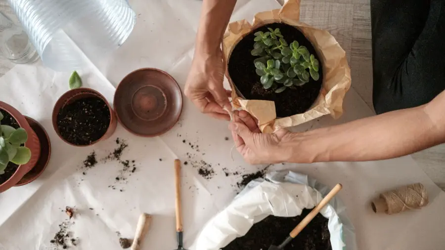 Best Time to Repot Bonsai