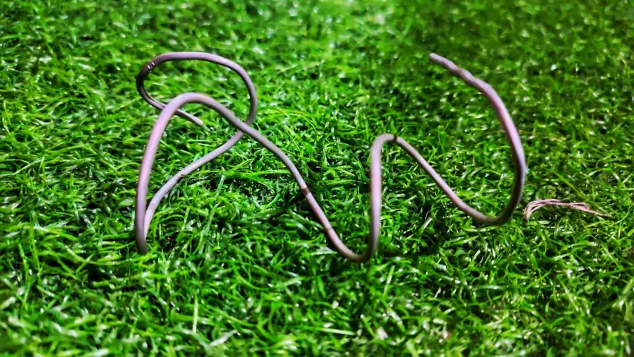 Best Time to Wire a Bonsai