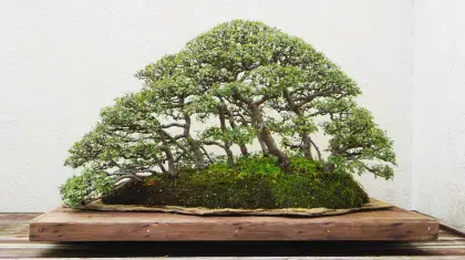 Best Tools for Carving Bonsai