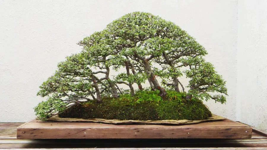 Best Tools for Carving Bonsai