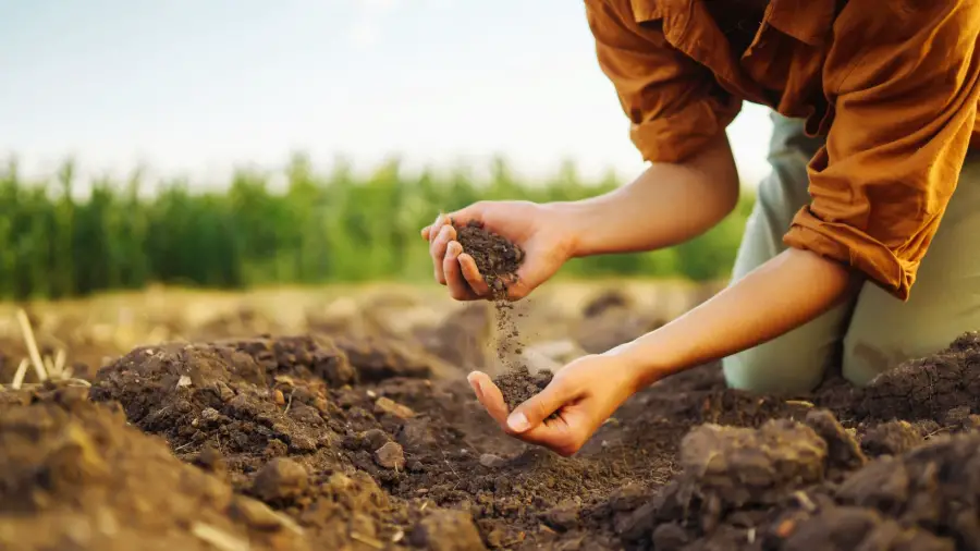 Best Way to Fertilize Bonsai