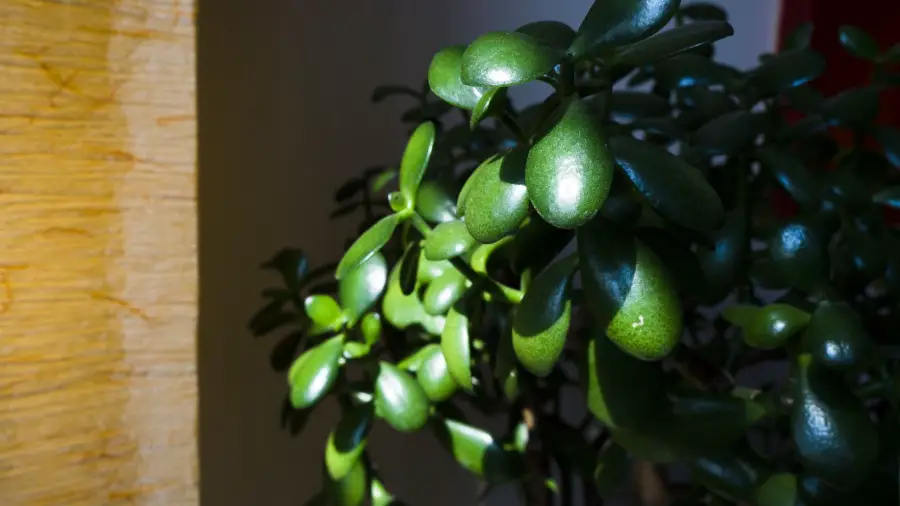 Bonsai Jade Plant