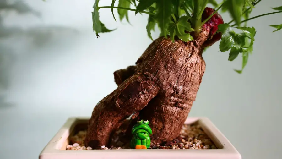 Bonsai for Cold Climate