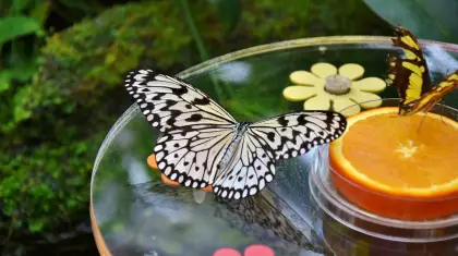Butterfly Garden