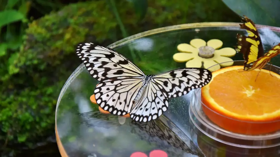 Butterfly Garden