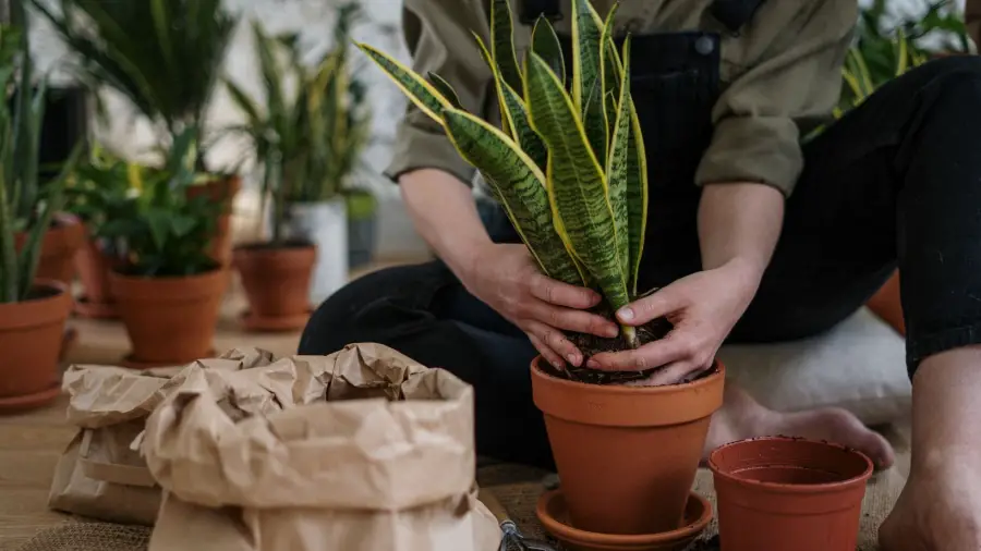 Garden soil and Potting Soil