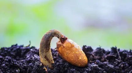 Growing Bonsai from Seeds