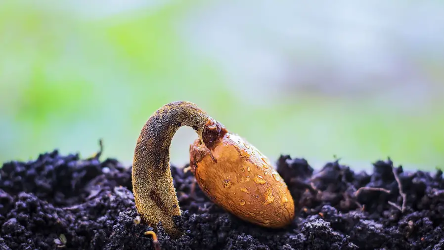 Growing Bonsai from Seeds