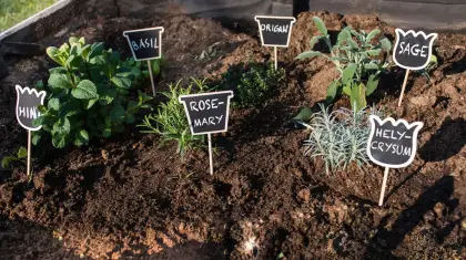 Herb Garden Step by Step Instructions