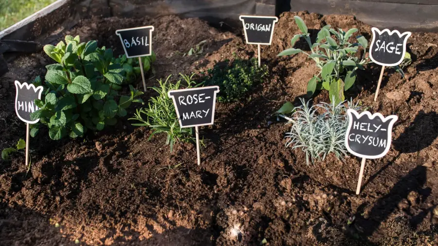 Herb Garden Step by Step Instructions