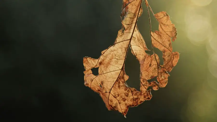 How Do You Know If Your Bonsai Tree is Dying