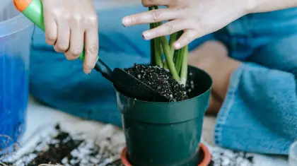 How Often Should You Fertilize Garden