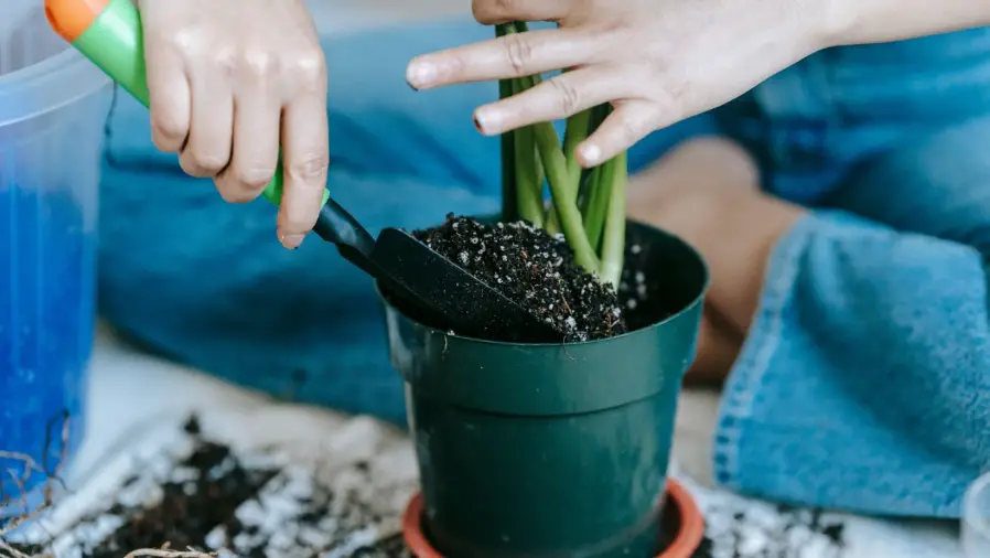 How Often Should You Fertilize Garden