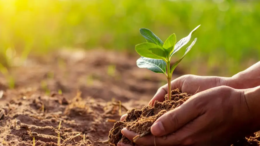 How to Improve Garden Soil Naturally