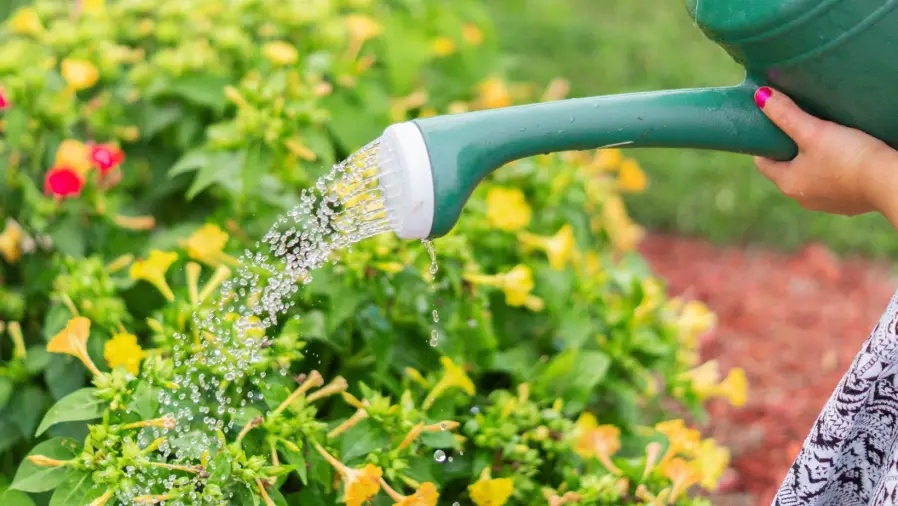 Water Your Garden Every Day