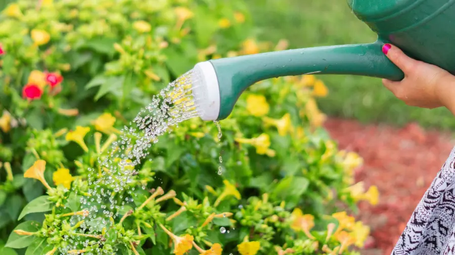 Water Your Garden Every Day