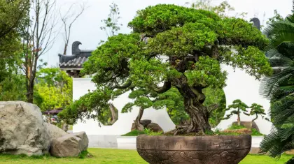 What is So Special About a Bonsai Tree
