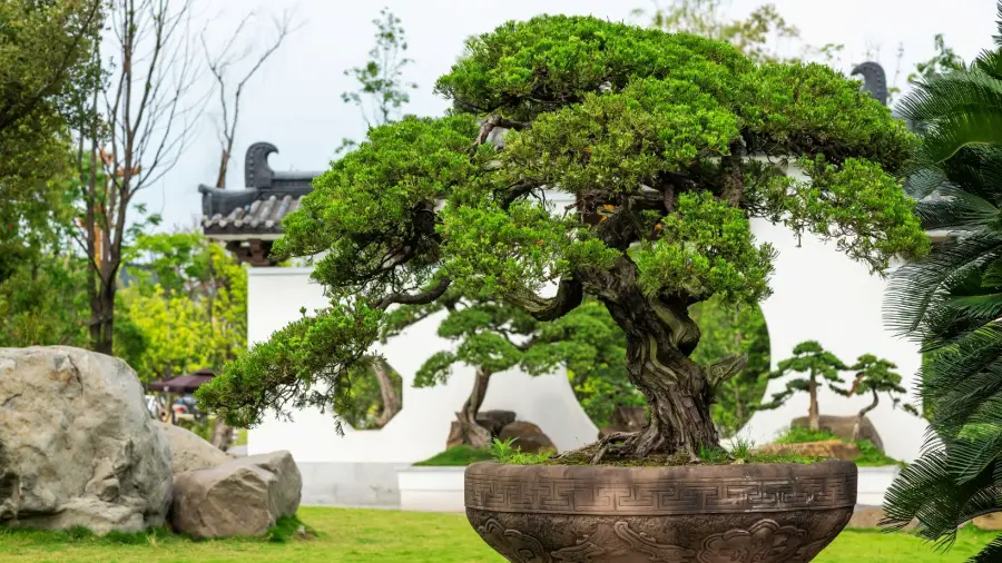 What is So Special About a Bonsai Tree