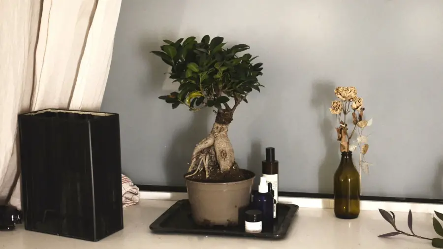 What is the Biggest Bonsai Ever