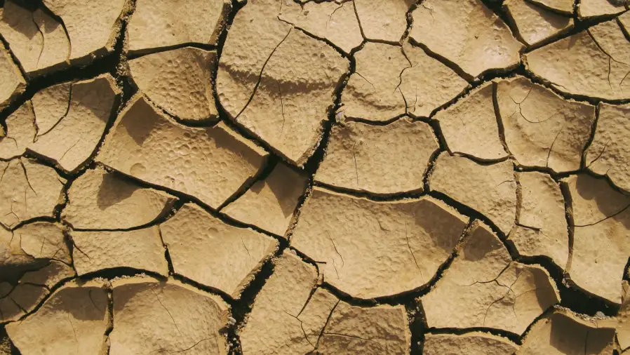 What to Do If Your Garden Soil is Clay