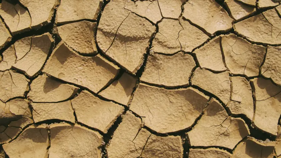 What to Do If Your Garden Soil is Clay