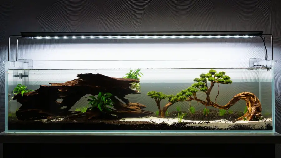 Bonsai for Aquarium