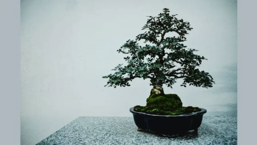 How Bonsai Plants are Kept Small