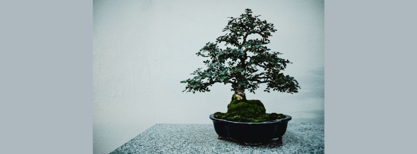 How Bonsai Plants are Kept Small
