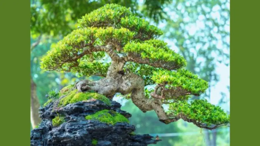 How Long Will Bonsai Tree Live