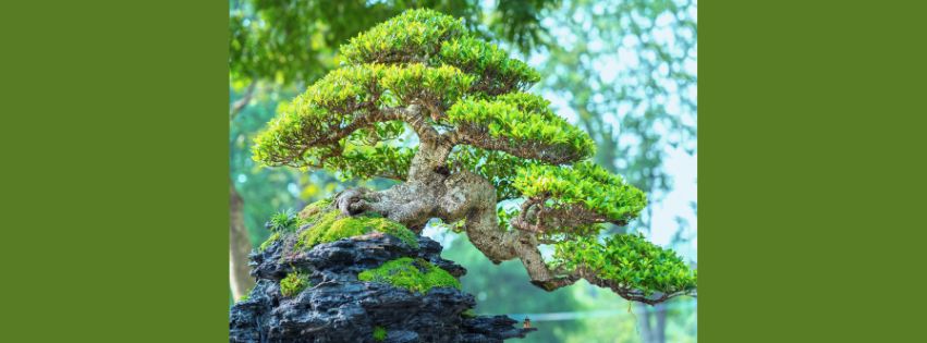 How Long Will Bonsai Tree Live