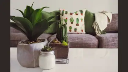 Indoor Gardening Tips