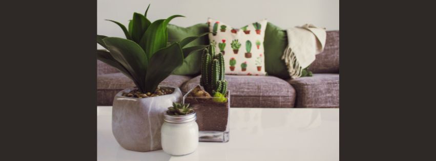 Indoor Gardening Tips