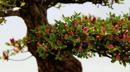 Tree Vs Bonsai